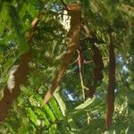Anadenanthera colubrina ഫലം