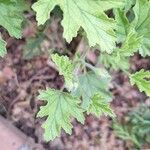 Pelargonium graveolensList