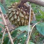 Annona crassiflora Плод