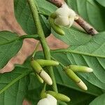 Diospyros monbuttensis Flower