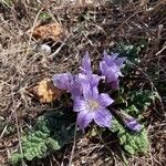 Mandragora officinarum പുഷ്പം