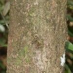 Rhodostemonodaphne revolutifolia പുറംതൊലി