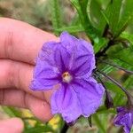 Solanum nudum Flower