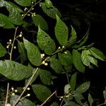 Cestrum microcalyx Ffrwyth