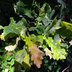 Quercus × rosacea Hoja