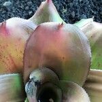 Neoregelia farinosa Fuelha