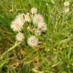 Conyza bonariensis 果