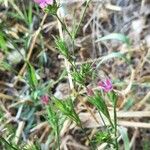 Dianthus armeria Květ