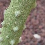 Zanthoxylum asiaticum बार्क (छाल)