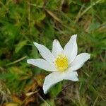 Pulsatilla alpina 花