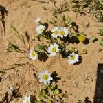 Anthemis maritimaFiore