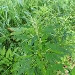 Chenopodium ficifolium Blad