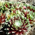 Sempervivum arachnoideum পাতা