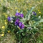 Anchusa officinalis Flower