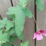 Lavatera bryoniifolia Leaf