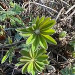 Lupinus perennis Hoja