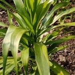 Dracaena angustifolia Leaf
