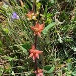 Tripodion tetraphyllum 花