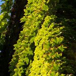 Parthenocissus tricuspidata Folio