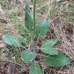 Senecio provincialis Leaf