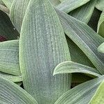 Hyacinthoides lingulata Leaf