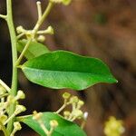 Dichostemma glaucescens Leaf