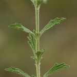 Sideritis fruticulosa Other