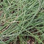 Crocus sativus Likasa