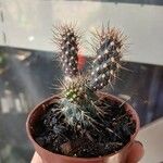 Cylindropuntia fulgida Folha