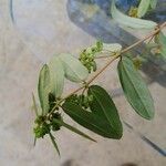 Euphorbia nutans Φύλλο