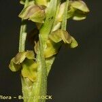 Chamorchis alpina Fruct