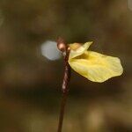 Utricularia minor Bloem