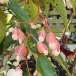 Begonia coccineaFlor