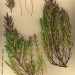 Salicornia disarticulata その他の提案