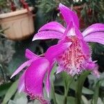 Pleione praecox Blomma