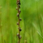 Triglochin palustris Λουλούδι