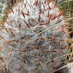 Oreocereus trollii Diğer