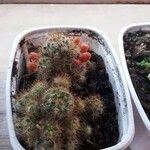 Mammillaria prolifera Листок