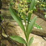 Polystachya odorata Blatt