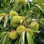 Castanea mollissima Fruit