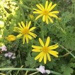 Senecio squalidus Flor