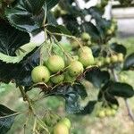 Crataegus persimilis Fruit