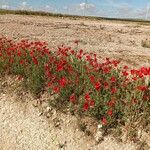 Papaver rhoeasFloare