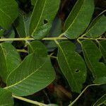 Dussia martinicensis Leaf