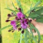 Vernonia fasciculata Flor