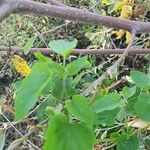 Cynanchum insipidum Blatt