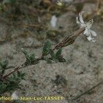 Silene succulenta Alia