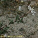 Silene succulenta 其他