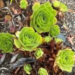 Aeonium balsamiferum 花