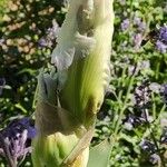 Iris albicans Muu